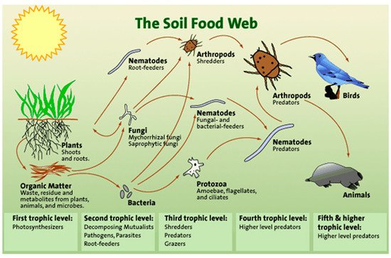 Soilsystems 05 00032 g001 550