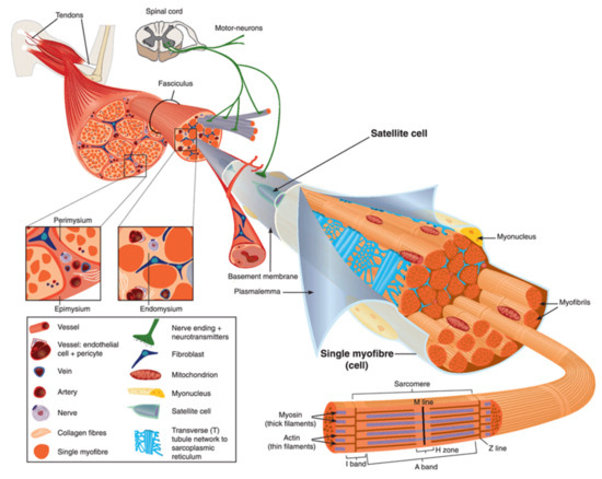 Annexins and Membrane Repair Dysfunctions | Encyclopedia MDPI