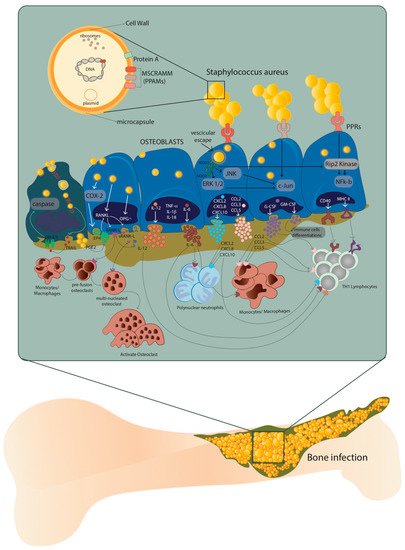 Pathogens 10 00239 g001 550