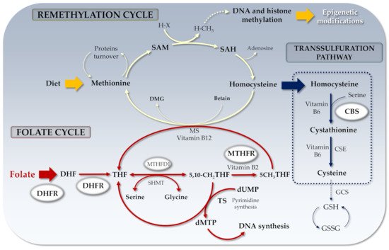 Genes 12 00782 g001 550