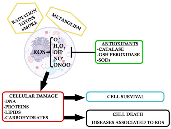 Antioxidants 09 00347 g001 550