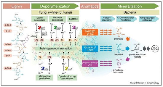 Molecules 26 02960 g002 550