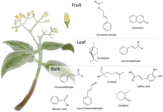 Insulevel: Herbs and Ingredients with Inulin + Cinnamon Tree +