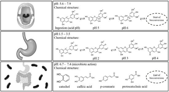 Antioxidants 09 00451 g003 550