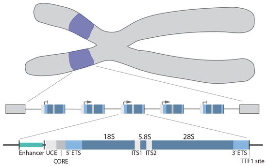 Genes 12 00763 g001 550