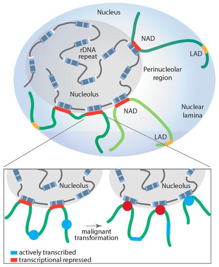 Genes 12 00763 g002 550