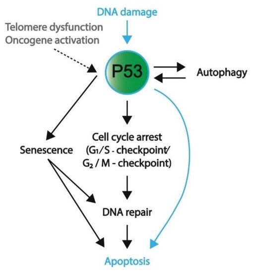 TP53 Pathway in Embryonic/Somatic Cells | Encyclopedia MDPI