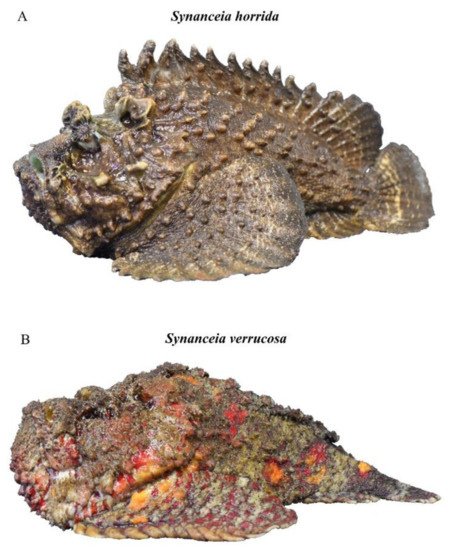 stonefish spines