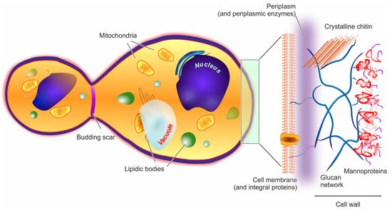 Molecules 26 03123 g001 550