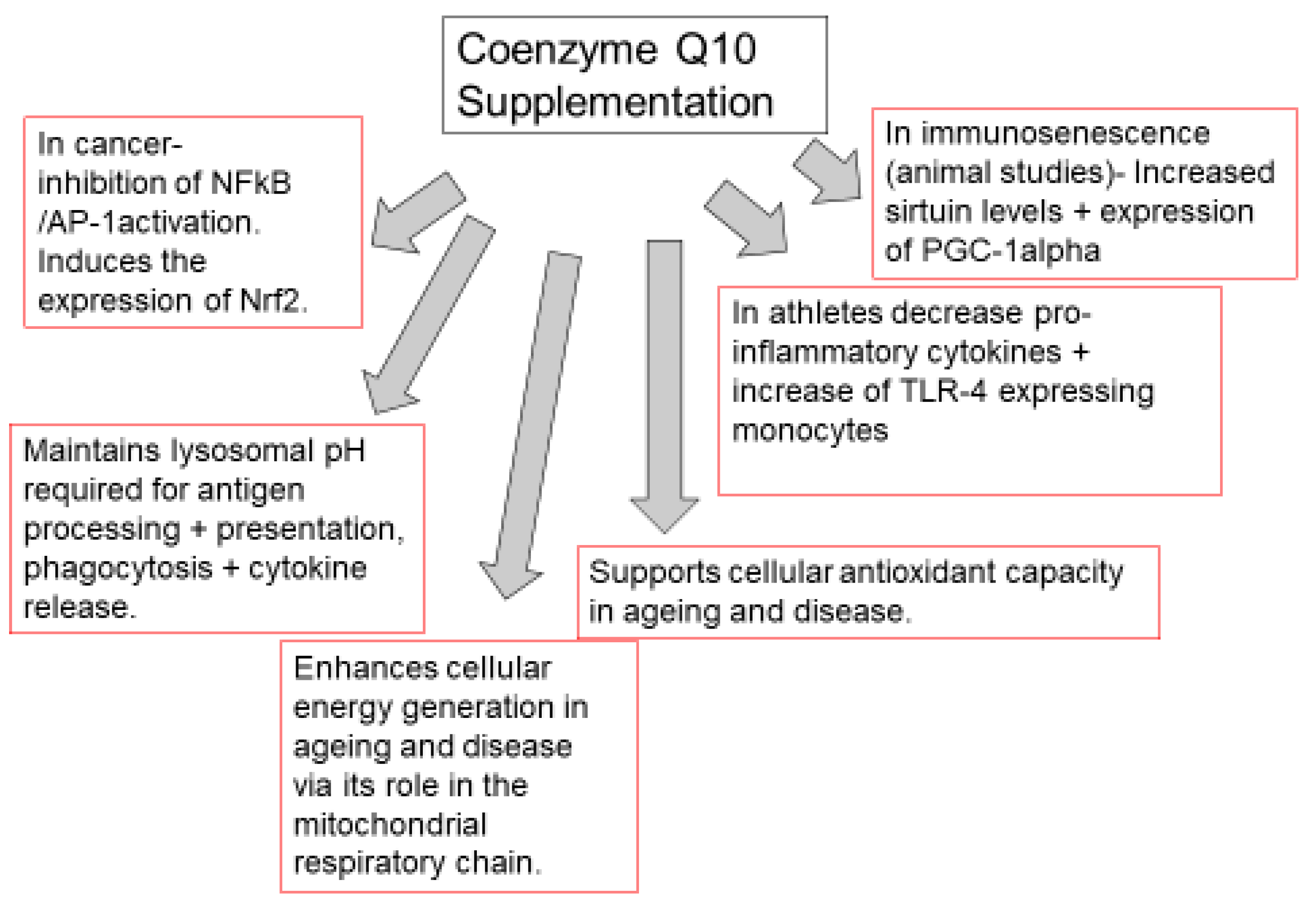 Coenzyme Q and immune system support