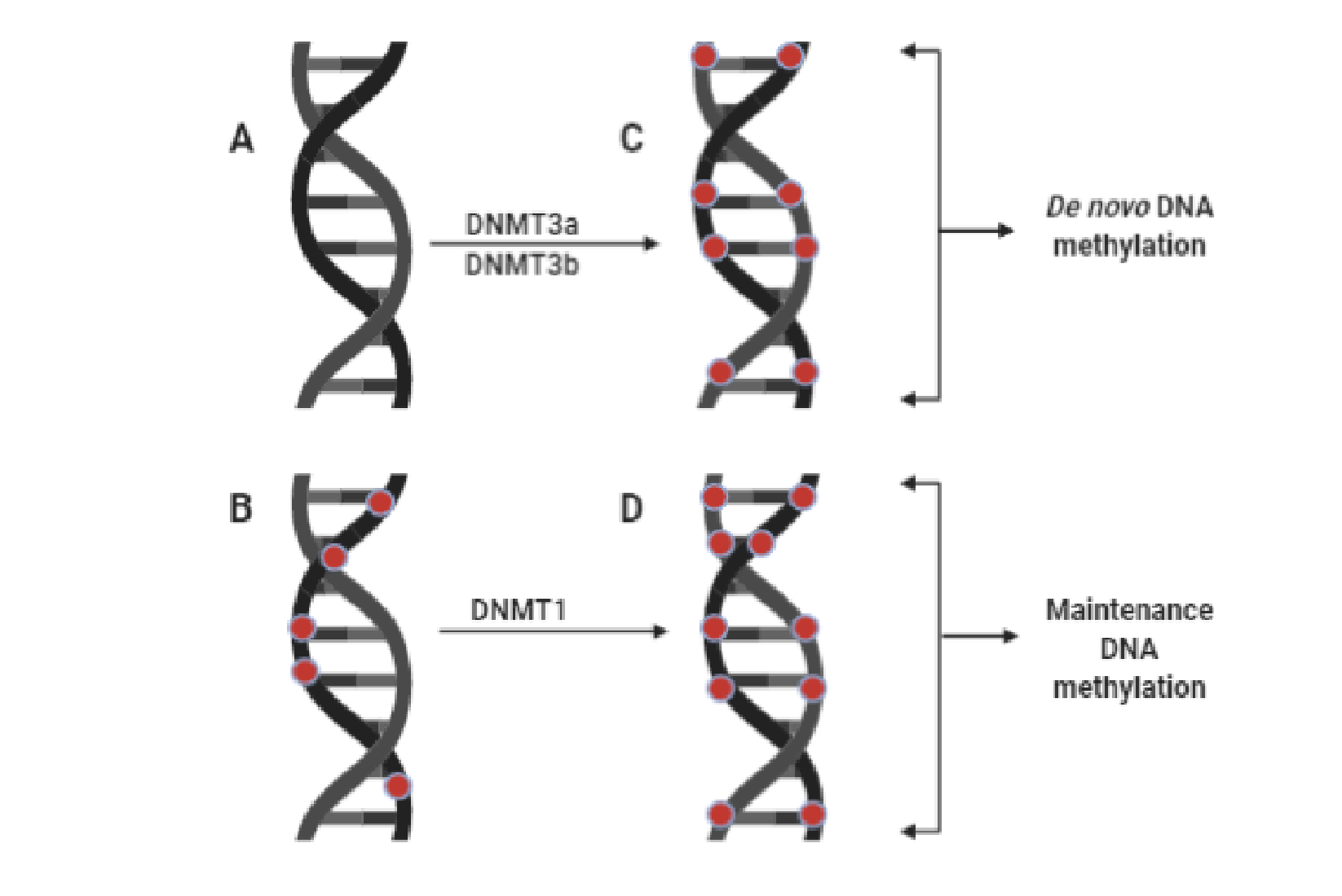 Zinc Metalloproteins Encyclopedia Mdpi