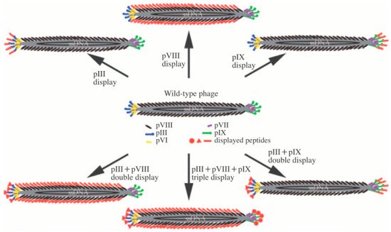 Nanomaterials 09 01448 g001 550