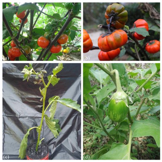 Journal of Plant Breeding and Crop Science - agromorphological  characterization of scarlet eggplant (solanum aethiopicum l.) grown in the  republic of benin