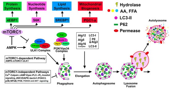 Biomolecules 10 00100 g001 550