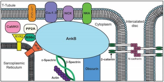 Biomolecules 10 00211 g002 550