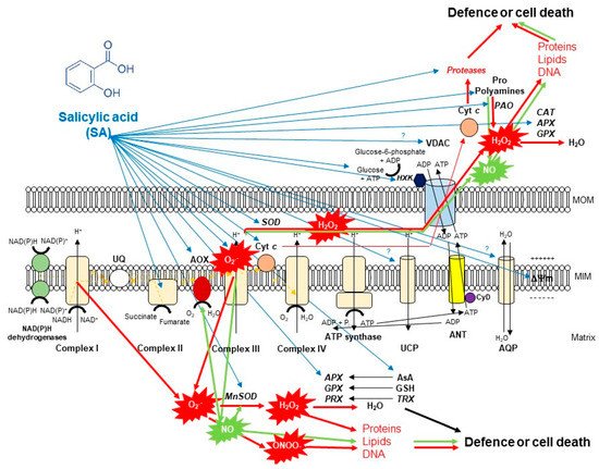 Biomolecules 10 00341 g002 550