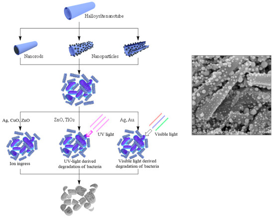 Nanomaterials 09 00708 g007 550