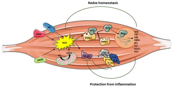 Cells 10 01364 g001 550