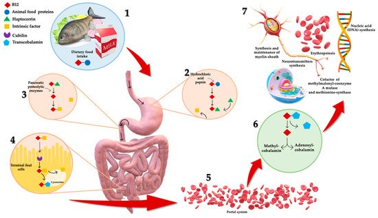 Nutrients 13 01913 g001 550