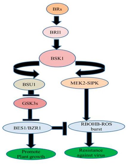 Biomolecules 10 00572 g003 550