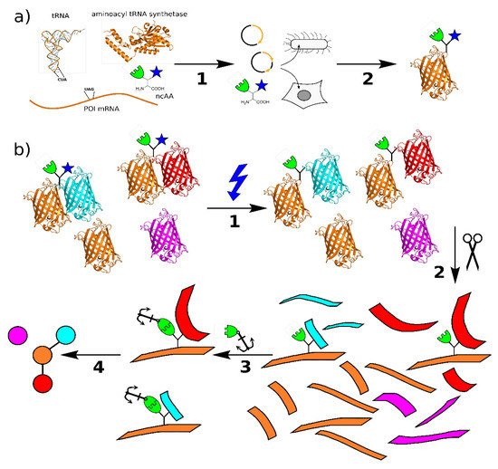 Biomolecules 10 00578 g001 550