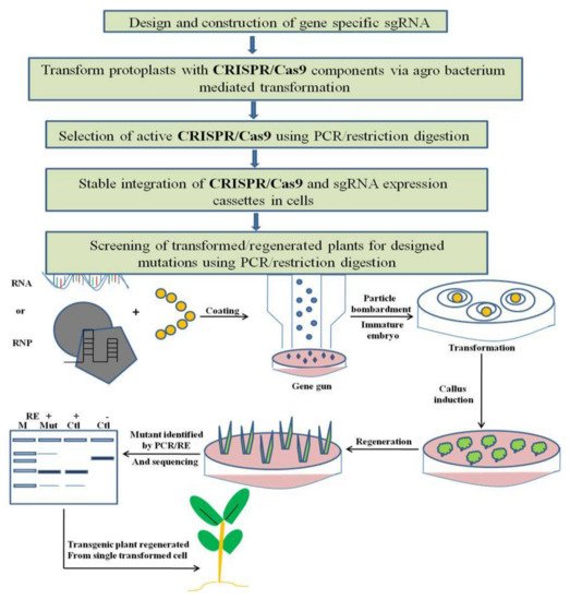 Genes 12 00797 g003 550