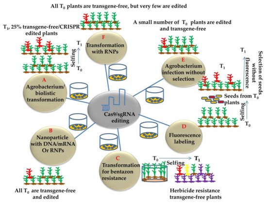 Genes 12 00797 g004 550