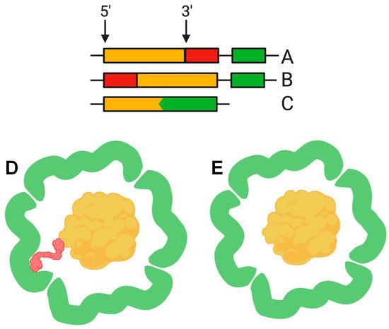 Biomolecules 10 00966 g002 550