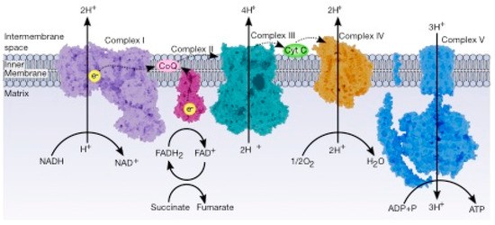 Cancers 12 00124 g004 550