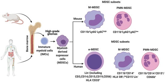 Cells 10 00893 g001 550