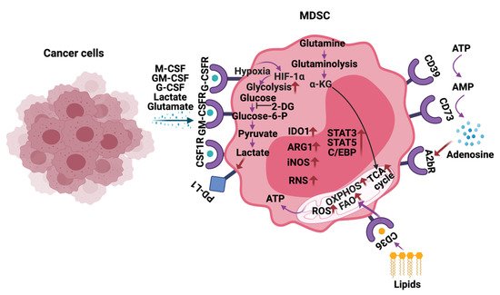 Cells 10 00893 g003 550