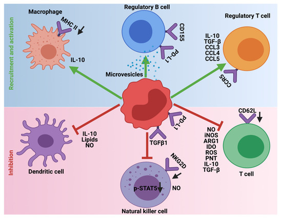 Cells 10 00893 g004 550