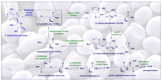 Antioxidants 10 00882 g002 550