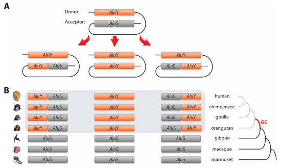 Genes 12 00905 g001 550