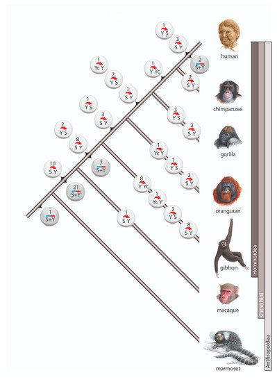 Genes 12 00905 g002 550