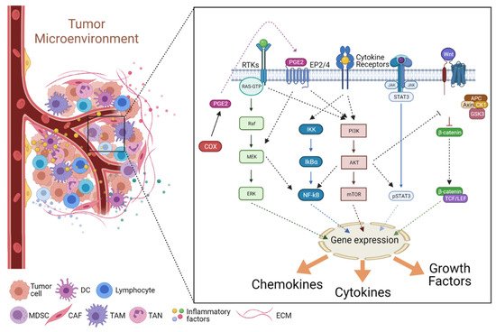 Immuno 01 00007 g002 550