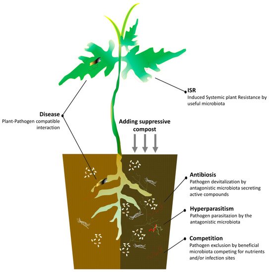 Agronomy 11 01236 g001 550