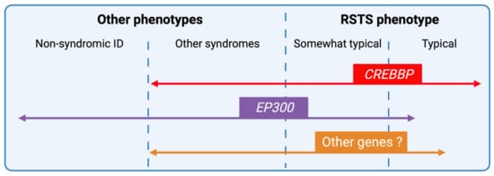 Genetic heterogeneity in Rubinstein–Taybi syndrome: delineation of the  phenotype of the first patients carrying mutations in EP300