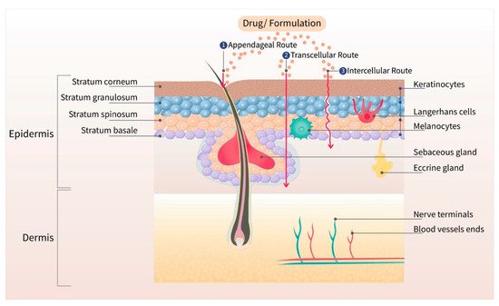 Pharmaceutics 13 00960 g001 550