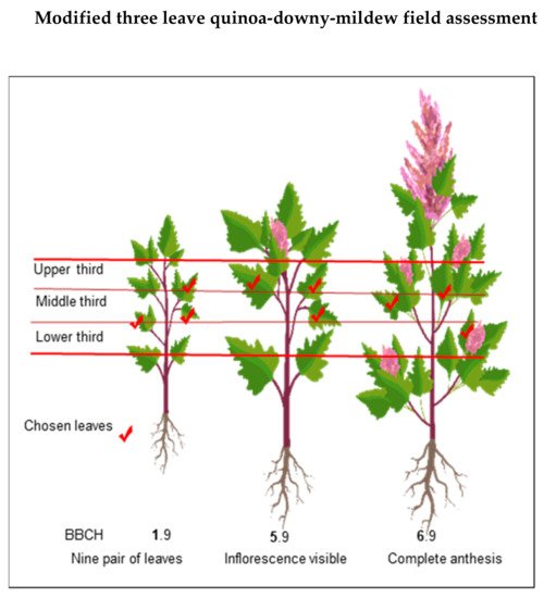 Plants 10 01228 g008 550