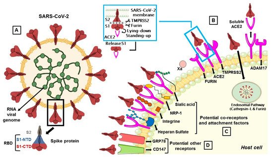 Biomedicines 09 00710 g001 550