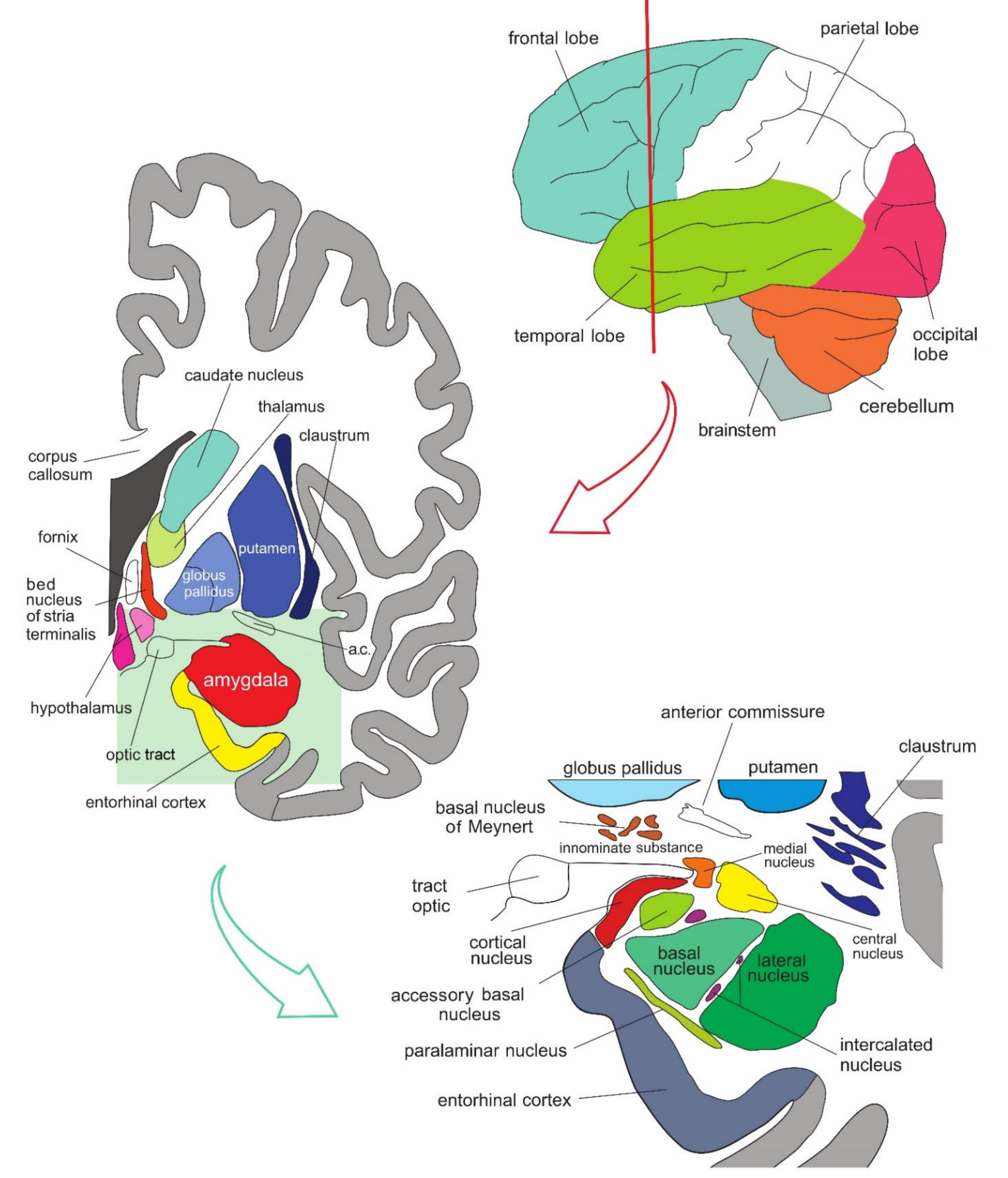 Orbitofrontal cortex: definition, structure and function