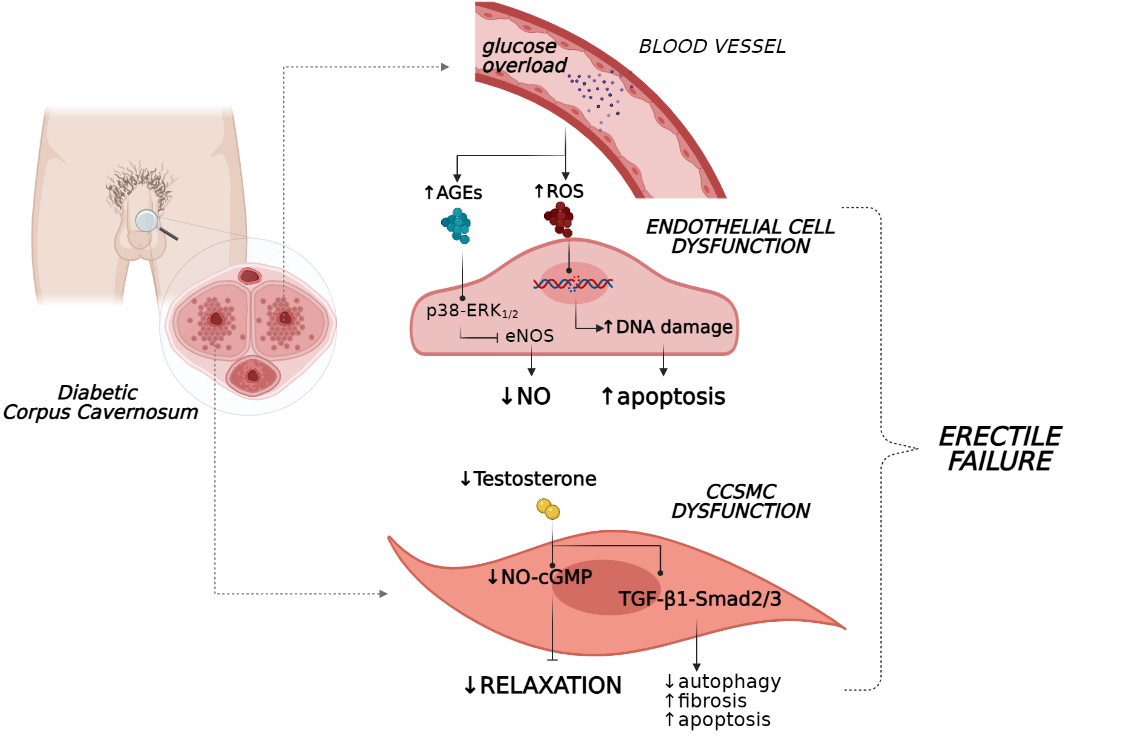 Glucose Lowering Medications in Erectile Dysfunction