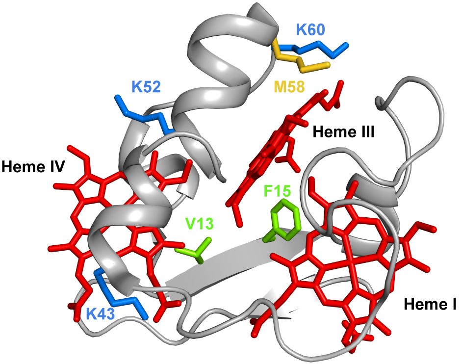 Antioxidants 10 00844 g012 550