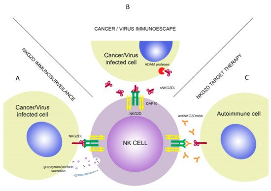 Cells 10 01420 g002 550