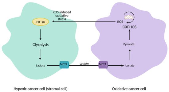 Cells 10 01056 g003 550