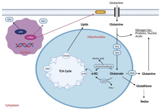 Cells 10 01056 g004 550