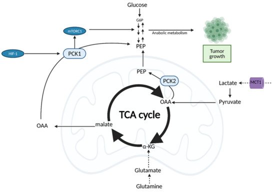 Cells 10 01056 g008 550