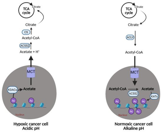 Cells 10 01056 g009 550