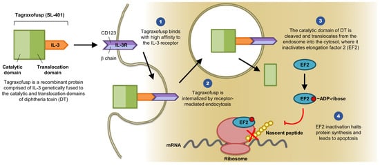 Biomedicines 07 00006 g001 550